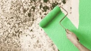 Key Factors to Consider When Selecting Anti-Mold Paint Suppliers